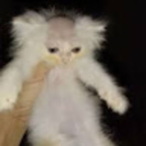 Meet your Posher, Devin